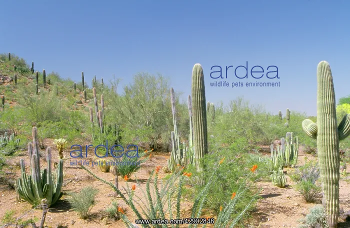 : Desert & Cacti : Desert & Cacti