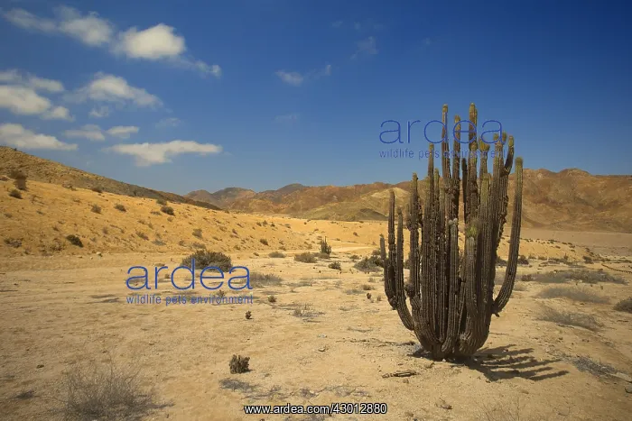 : Desert - with cactus Pan de Azucar National Park - Chile : Desert - with cactus Pan de Azucar National Park - Chile