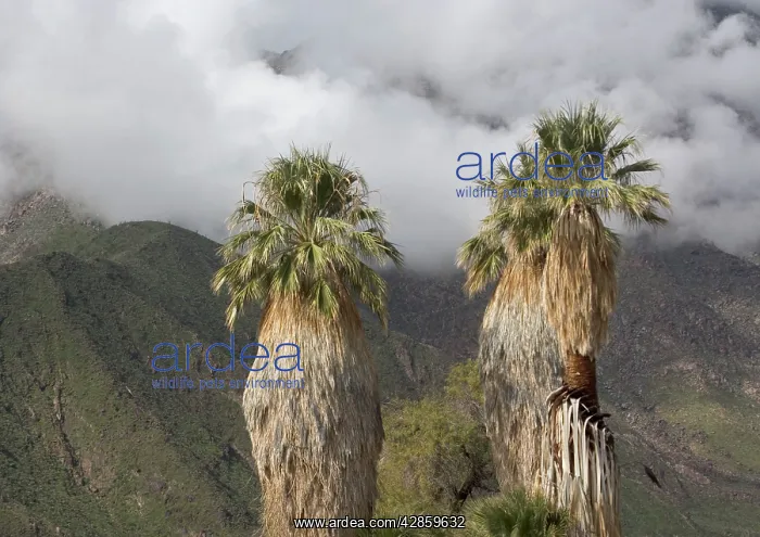 : Desert / Californian Fan Palms : Desert / Californian Fan Palms