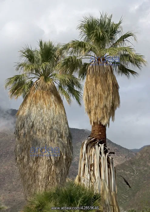 : Desert / Californian Fan Palms : Desert / Californian Fan Palms