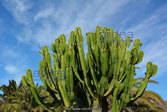 : Desert Candle (Euphorbia acrurensis), lanzarote : Desert Candle (Euphorbia acrurensis), lanzarote