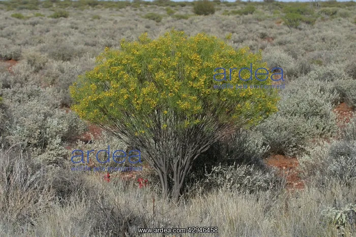  : Desert Cassia