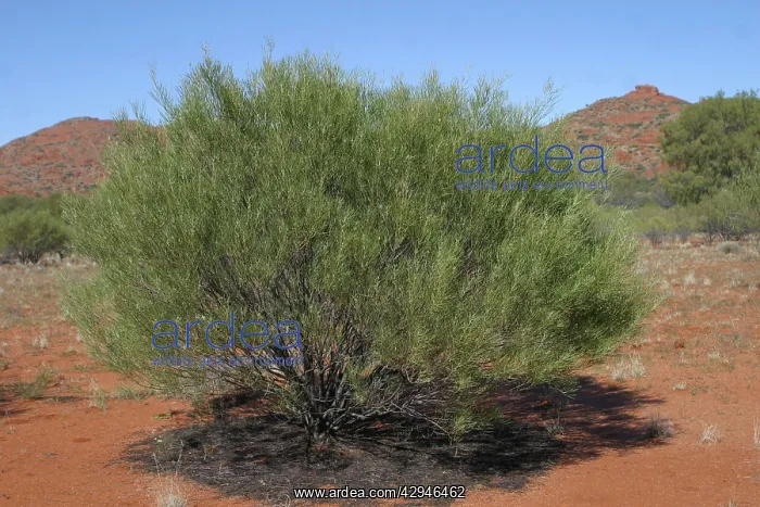 : Desert Cassia - Typical arid land shrub : Desert Cassia - Typical arid land shrub