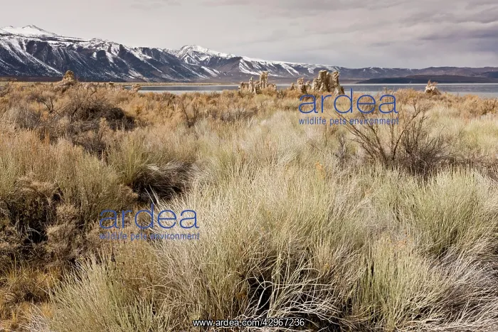 : Desert Chaparral around Mono Lake, Lee Vining, in winter : Desert Chaparral around Mono Lake, Lee Vining, in winter