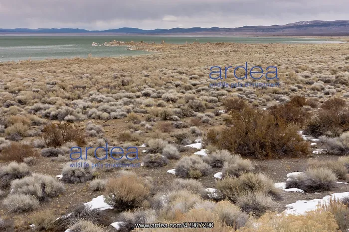 : Desert Chaparral around Mono Lake, Lee Vining, in winter : Desert Chaparral around Mono Lake, Lee Vining, in winter