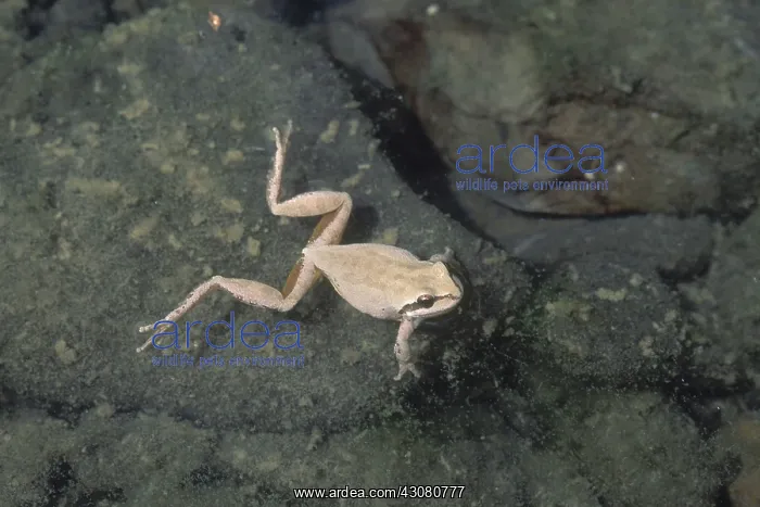 : Desert Chorus Frog : Desert Chorus Frog