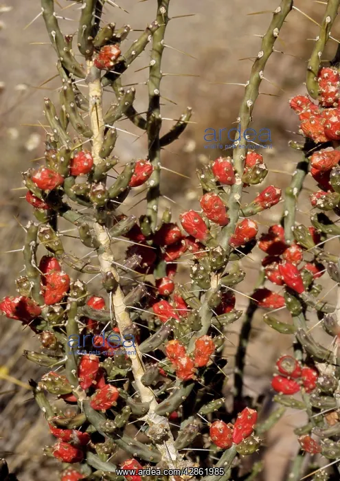 : Desert Christmas Cactus - in fruit, winter : Desert Christmas Cactus - in fruit, winter