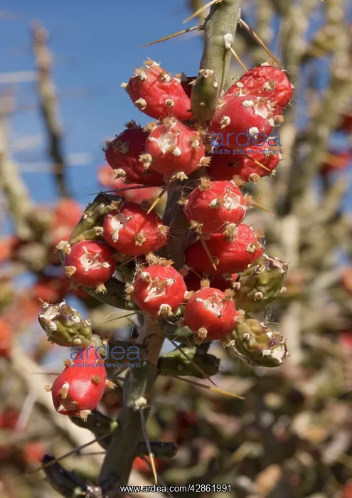 : Desert Christmas Cactus - in fruit, winter : Desert Christmas Cactus - in fruit, winter