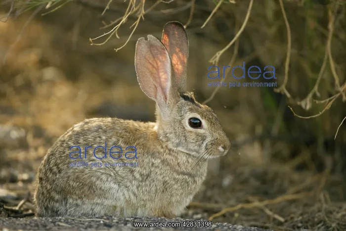 : Desert Cottontail : Desert Cottontail