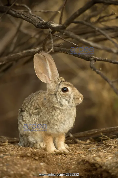 : Desert Cottontail : Desert Cottontail