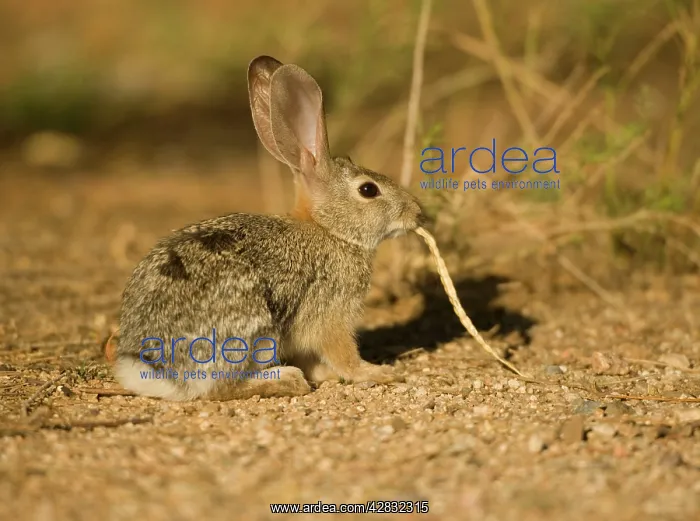 : Desert Cottontail : Desert Cottontail