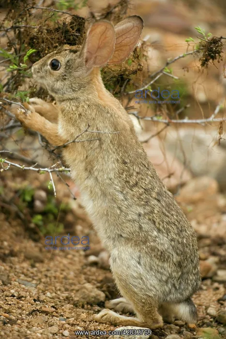: Desert Cottontail : Desert Cottontail