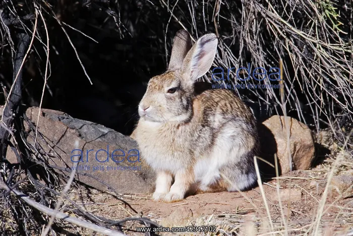 : Desert Cottontail : Desert Cottontail