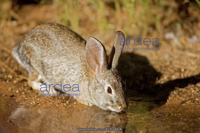 : Desert Cottontail - Drinking from temporary pool : Desert Cottontail - Drinking from temporary pool