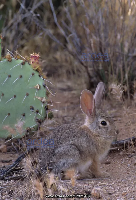 : Desert Cottontail Rabbit : Desert Cottontail Rabbit