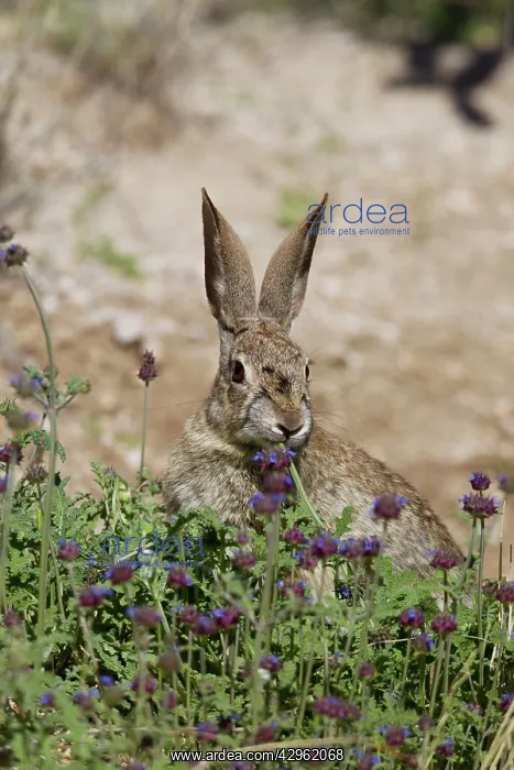 : Desert Cottontail Rabbit : Desert Cottontail Rabbit