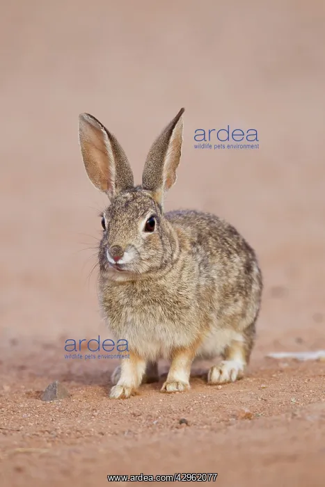 : Desert Cottontail Rabbit : Desert Cottontail Rabbit