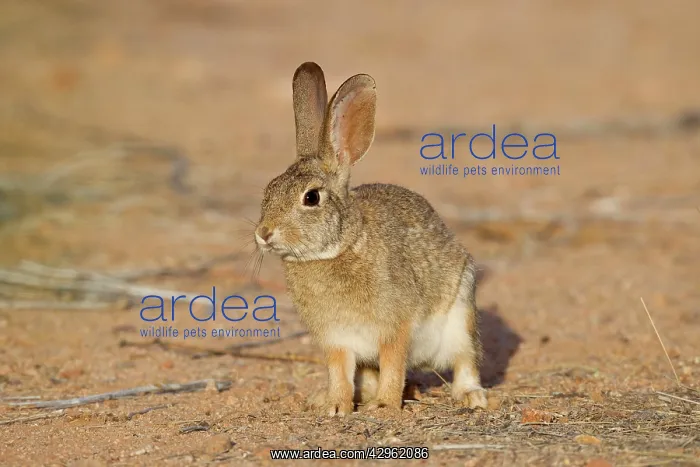 : Desert Cottontail Rabbit : Desert Cottontail Rabbit