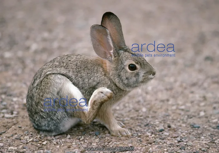 : Desert Cottontail Rabbit - Scratching with hind-leg : Desert Cottontail Rabbit - Scratching with hind-leg