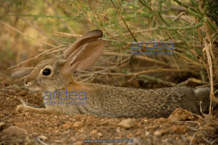 : Desert Cottontail (Sylvilagus auduboni) - Arizona-Sonoran de : Desert Cottontail (Sylvilagus auduboni) - Arizona-Sonoran de