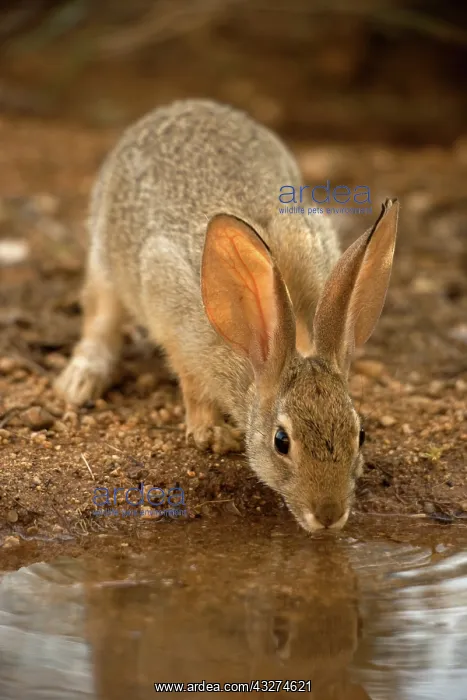 : Desert Cottontail-Sylvilagus auduboni-Arizona-Sonoran desert : Desert Cottontail-Sylvilagus auduboni-Arizona-Sonoran desert