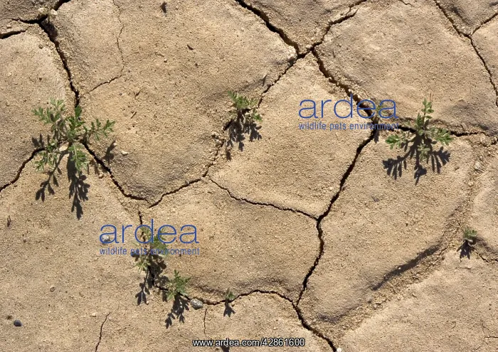 : Desert Cress Seedlings - growing in cracks after winter rain : Desert Cress Seedlings - growing in cracks after winter rain