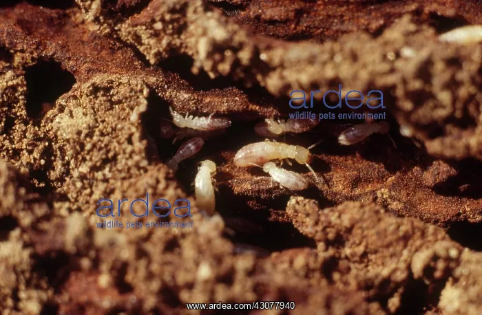 : Desert Dampwood Termites : Desert Dampwood Termites