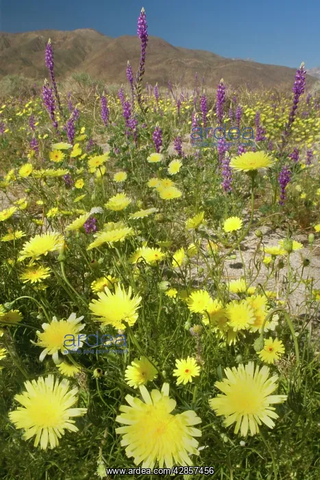 : Desert Dandelions and Arizona Lupine (Lupinus arizonicus) : Desert Dandelions and Arizona Lupine (Lupinus arizonicus)