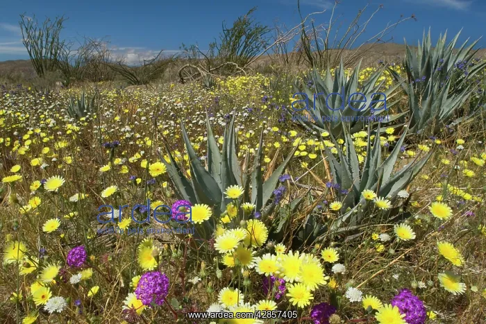 : Desert Dandelions in spring : Desert Dandelions in spring