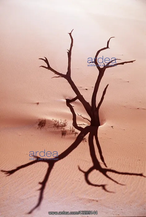 : DESERT - dead tree and sand dunes : DESERT - dead tree and sand dunes
