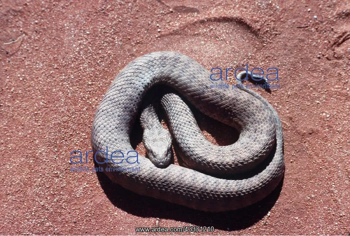 : DESERT DEATH ADDER : DESERT DEATH ADDER