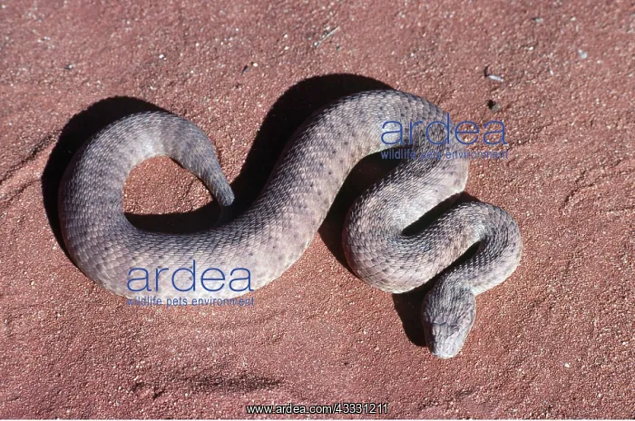 : DESERT DEATH ADDER : DESERT DEATH ADDER