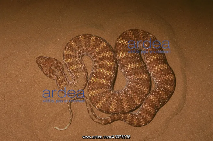 : Desert Death Adder (Acanthophis pyrrhus) : Desert Death Adder (Acanthophis pyrrhus)