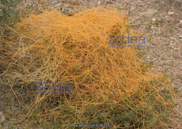 : Desert dodder, parasitising white bur-sage or burro : Desert dodder, parasitising white bur-sage or burro