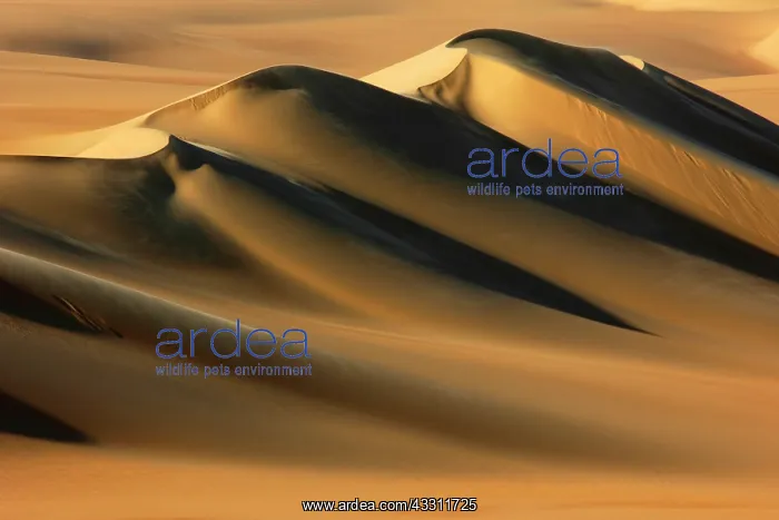 : Desert Dunes - big sandy sea : Desert Dunes - big sandy sea