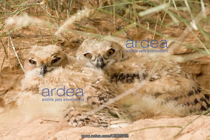 : Desert Eagle Owl - chicks approximately seven weeks old : Desert Eagle Owl - chicks approximately seven weeks old
