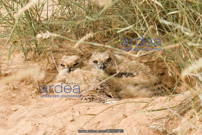 : Desert Eagle Owl - chicks approximately seven weeks old : Desert Eagle Owl - chicks approximately seven weeks old