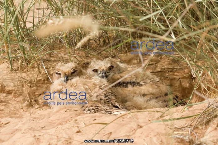 : Desert Eagle Owl - chicks approximately seven weeks old : Desert Eagle Owl - chicks approximately seven weeks old