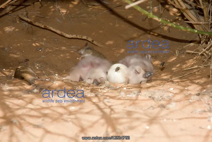 : Desert Eagle Owl - chicks approximately one week : Desert Eagle Owl - chicks approximately one week