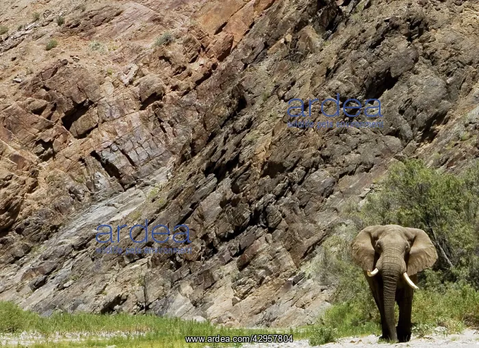 : Desert Elephant : Desert Elephant