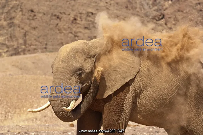 : Desert elephant - close up showing dust blowing : Desert elephant - close up showing dust blowing