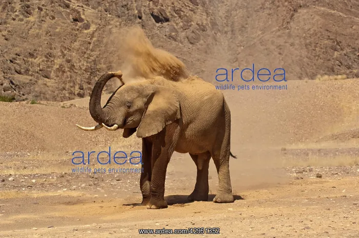  : Desert elephant - in desert blowing dust
