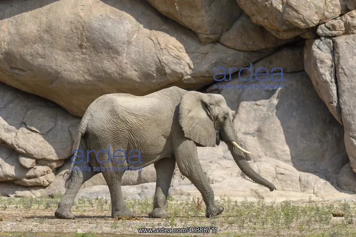 : Desert elephant (Loxodonta africana) in the Hoarusib : Desert elephant (Loxodonta africana) in the Hoarusib