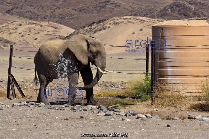 : Desert elephant - spraying itself with water at : Desert elephant - spraying itself with water at