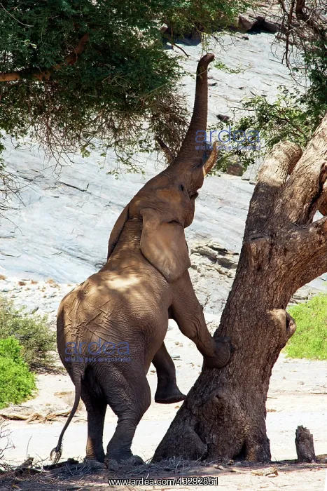 : Desert elephants have a difficult life, in Hoanib River they : Desert elephants have a difficult life, in Hoanib River they