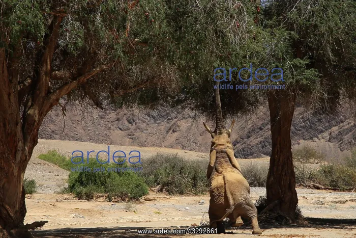 : Desert elephants have a difficult life, in Hoanib River they : Desert elephants have a difficult life, in Hoanib River they