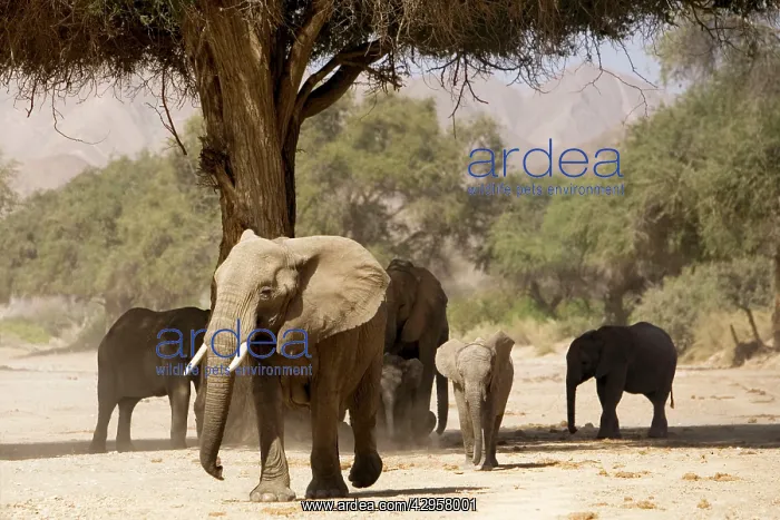 : Desert Elephants - Family fInding shade : Desert Elephants - Family fInding shade
