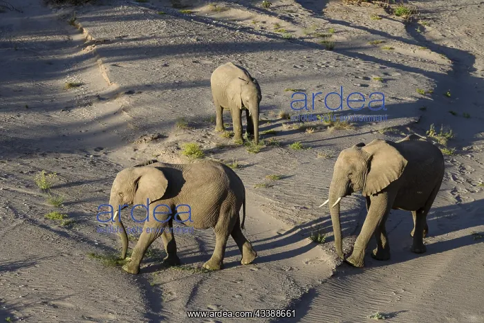 : Desert elephants (Loxodonta africana) in the Hoanib : Desert elephants (Loxodonta africana) in the Hoanib