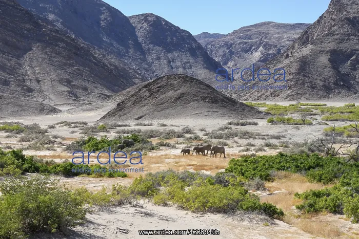 : Desert elephants (Loxodonta africana) in the Hoanib : Desert elephants (Loxodonta africana) in the Hoanib