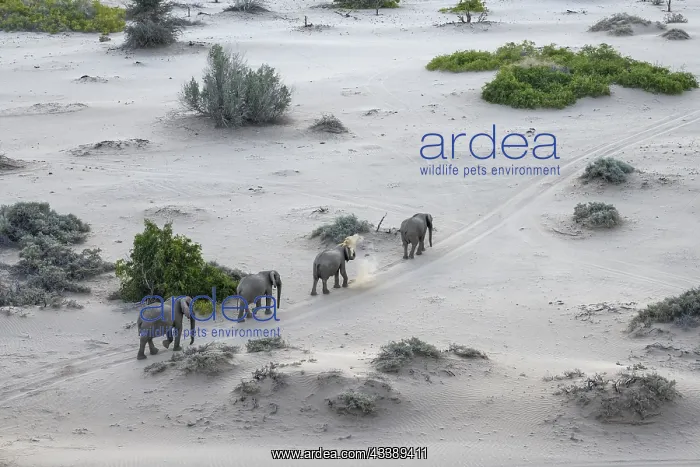 : Desert elephants (Loxodonta africana) in the Hoanib : Desert elephants (Loxodonta africana) in the Hoanib